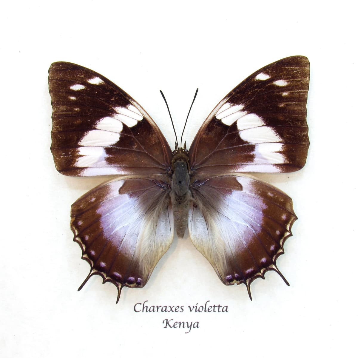 Real Violet Spotted Emperor butterfly framed taxidermy - Charaxes violetta - female