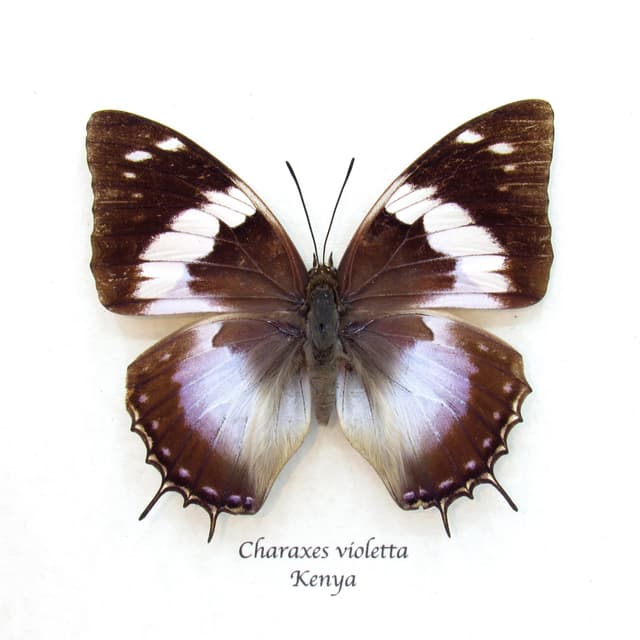 Real Violet Spotted Emperor butterfly framed taxidermy - Charaxes violetta - female