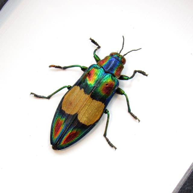 Real metallic rainbow beetle framed taxidermy - Chrysochroa ephippigera