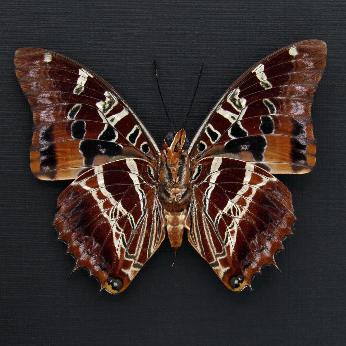 Real lavender Eudoxus Charaxes butterfly framed taxidermy - Charaxes eudoxus