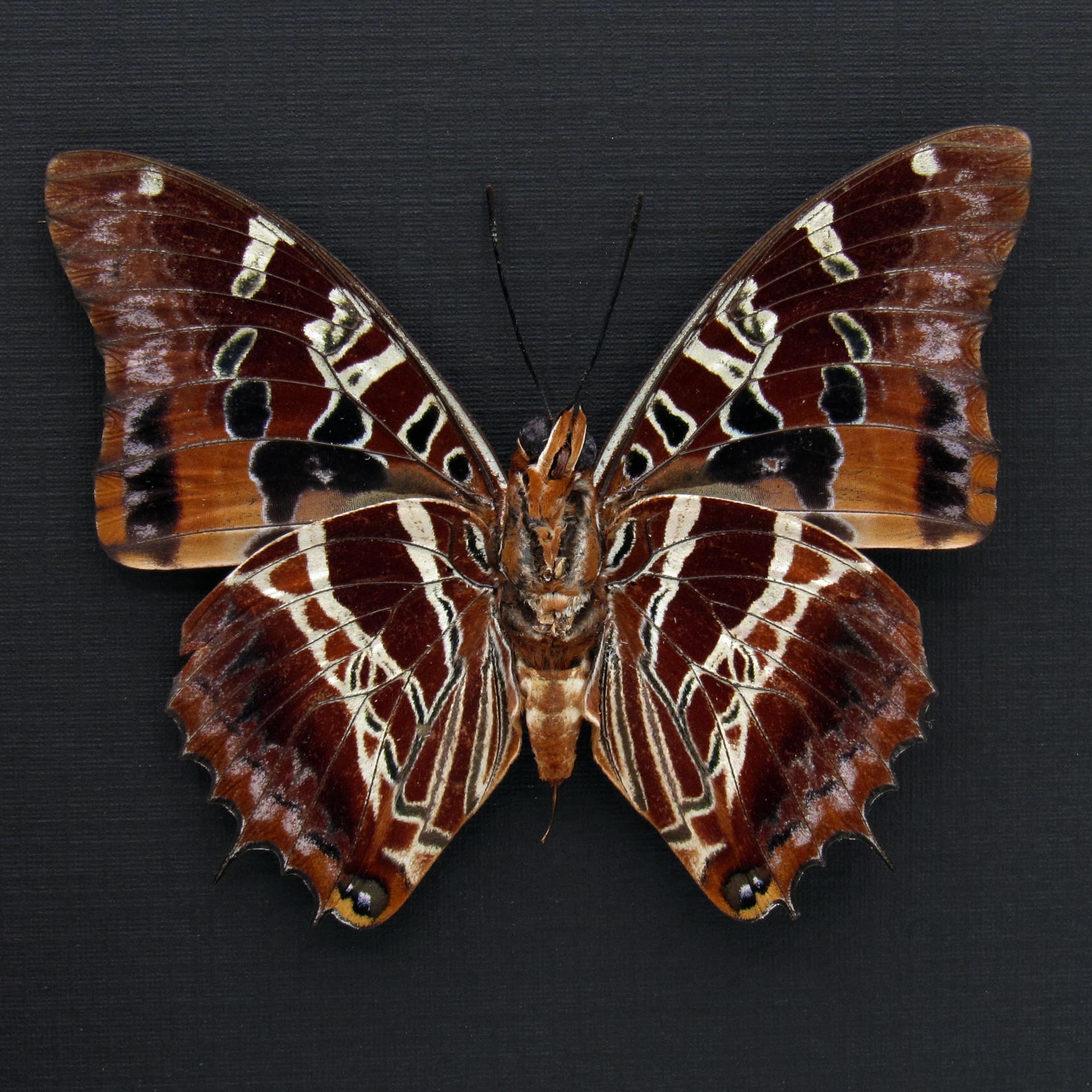 Real lavender Eudoxus Charaxes butterfly framed taxidermy - Charaxes eudoxus