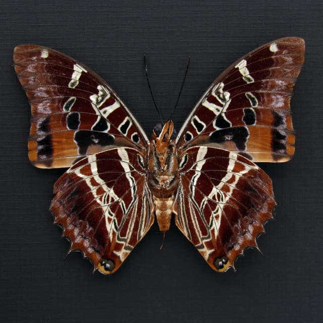 Real lavender Eudoxus Charaxes butterfly framed taxidermy - Charaxes eudoxus