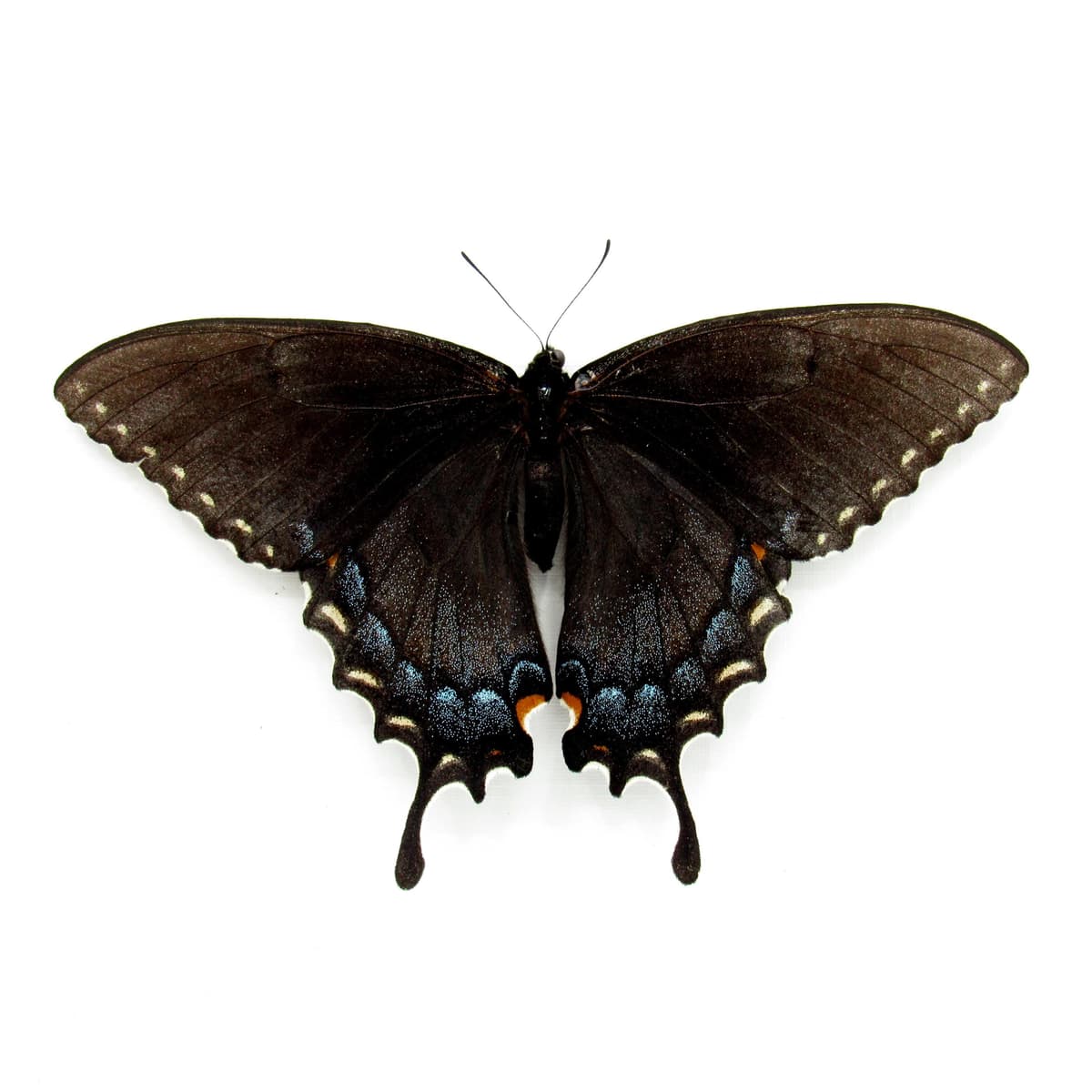 Real Black Form Tiger Swallowtail framed taxidermy - Papilio glaucus - female - Victorian mount