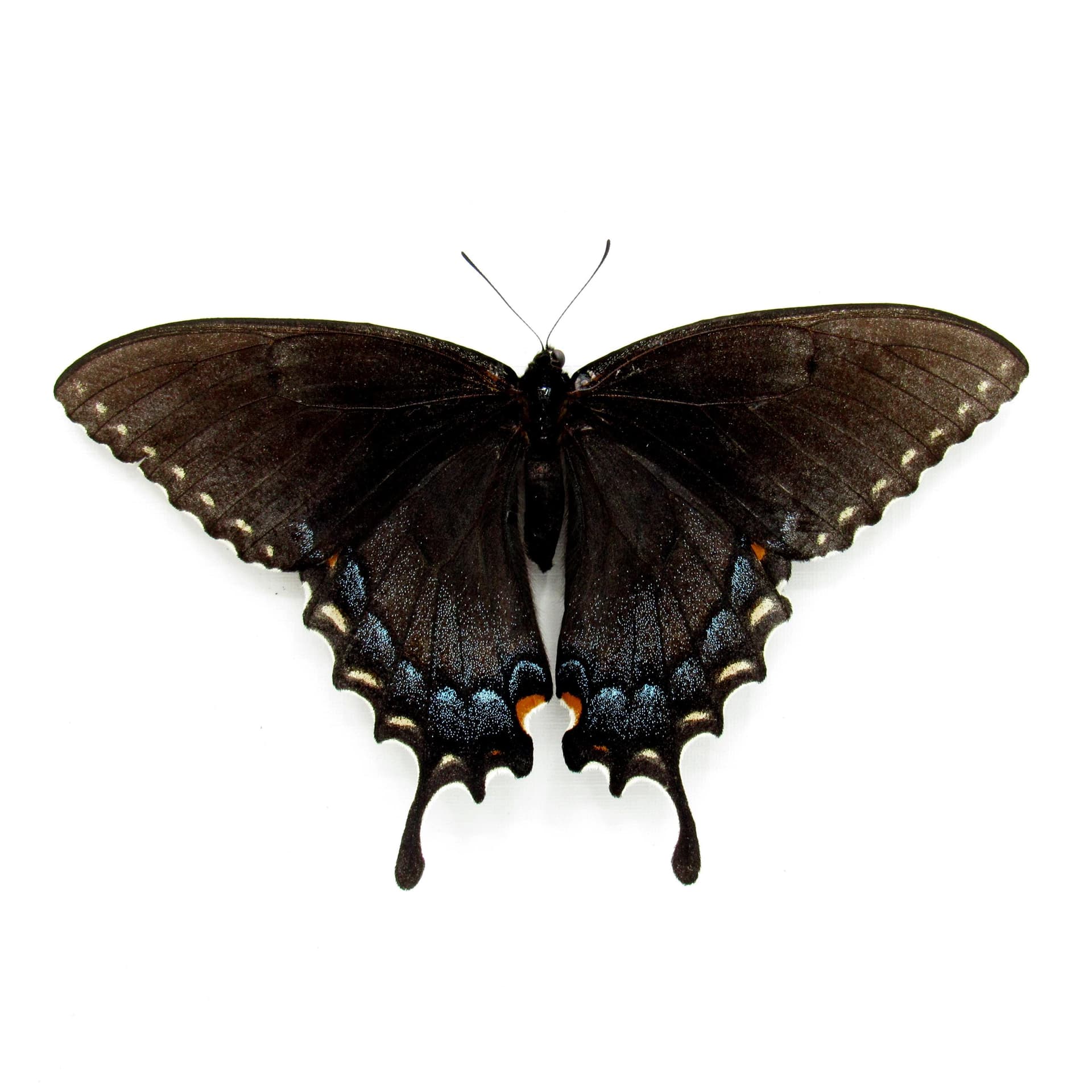Real Black Form Tiger Swallowtail framed taxidermy - Papilio glaucus - female - Victorian mount
