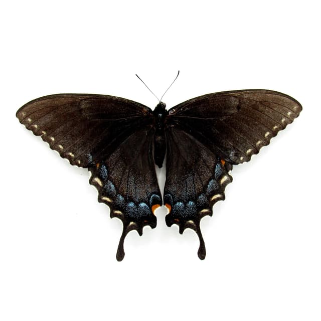 Real Black Form Tiger Swallowtail framed taxidermy - Papilio glaucus - female - Victorian mount