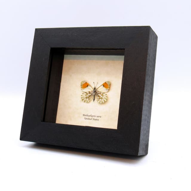 Real tiny Orange-tip butterfly framed taxidermy - Anthocharis sara