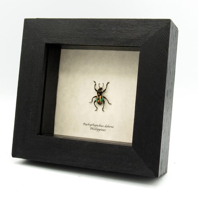 WEEVIL MANIA!  Real framed weevil beetle taxidermy - Pachyrhynchus dohrni - peach form