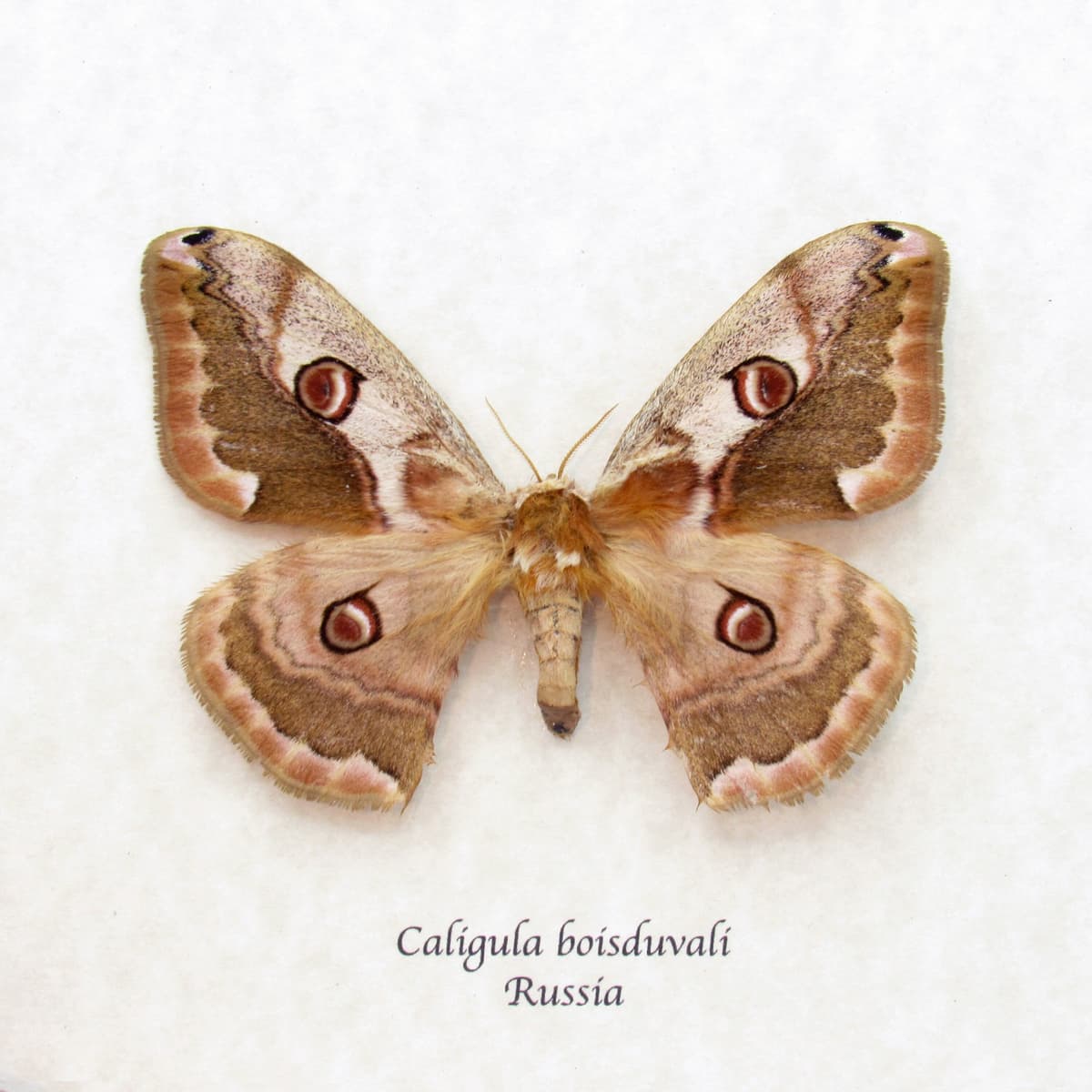Real Saturn moth framed taxidermy - Caligula boisduvali - female