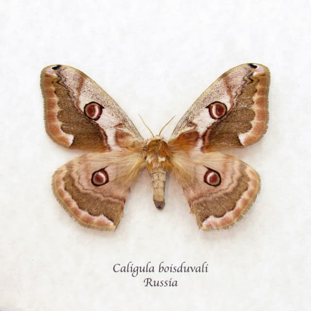 Real Saturn moth framed taxidermy - Caligula boisduvali - female