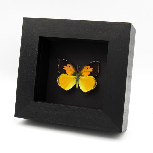 Real California Dogface butterfly framed taxidermy - Zerene eurydice