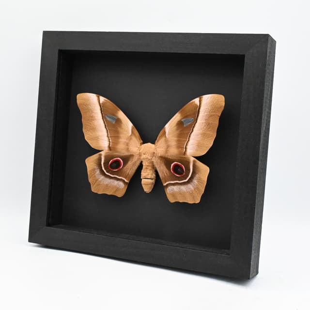 GIANT rare Saturn moth framed taxidermy - Pseudimbrasia deyrollei - XL female