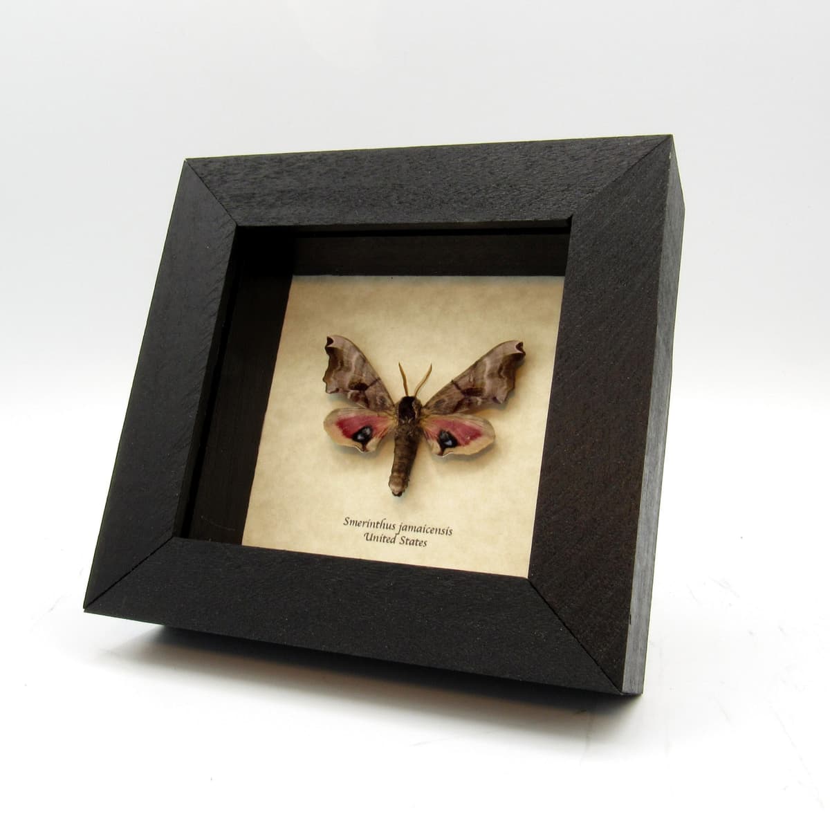 Real pink Sphinx moth framed taxidermy - Smerinthus jamaicensis