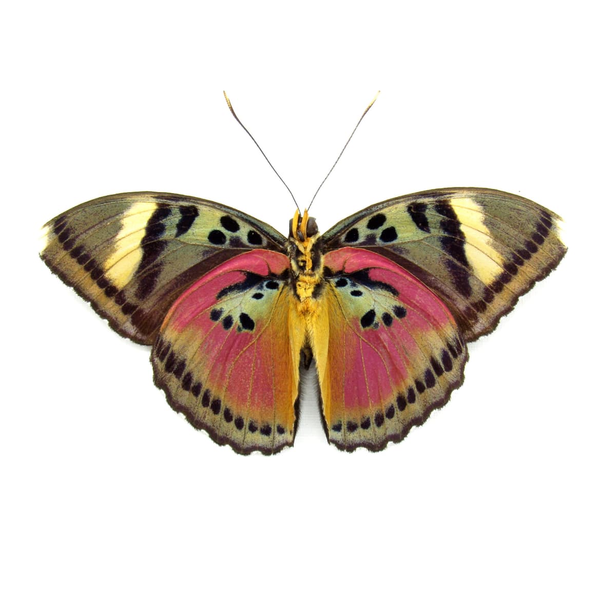 Real Pink forester butterfly framed taxidermy - Euphaedra acuta - Victorian mount
