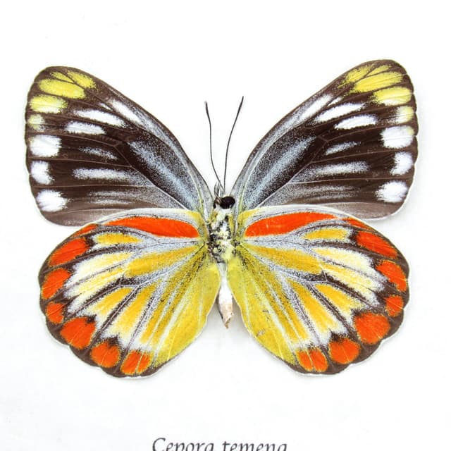 Real orange butterfly framed taxidermy - Cepora temena - female