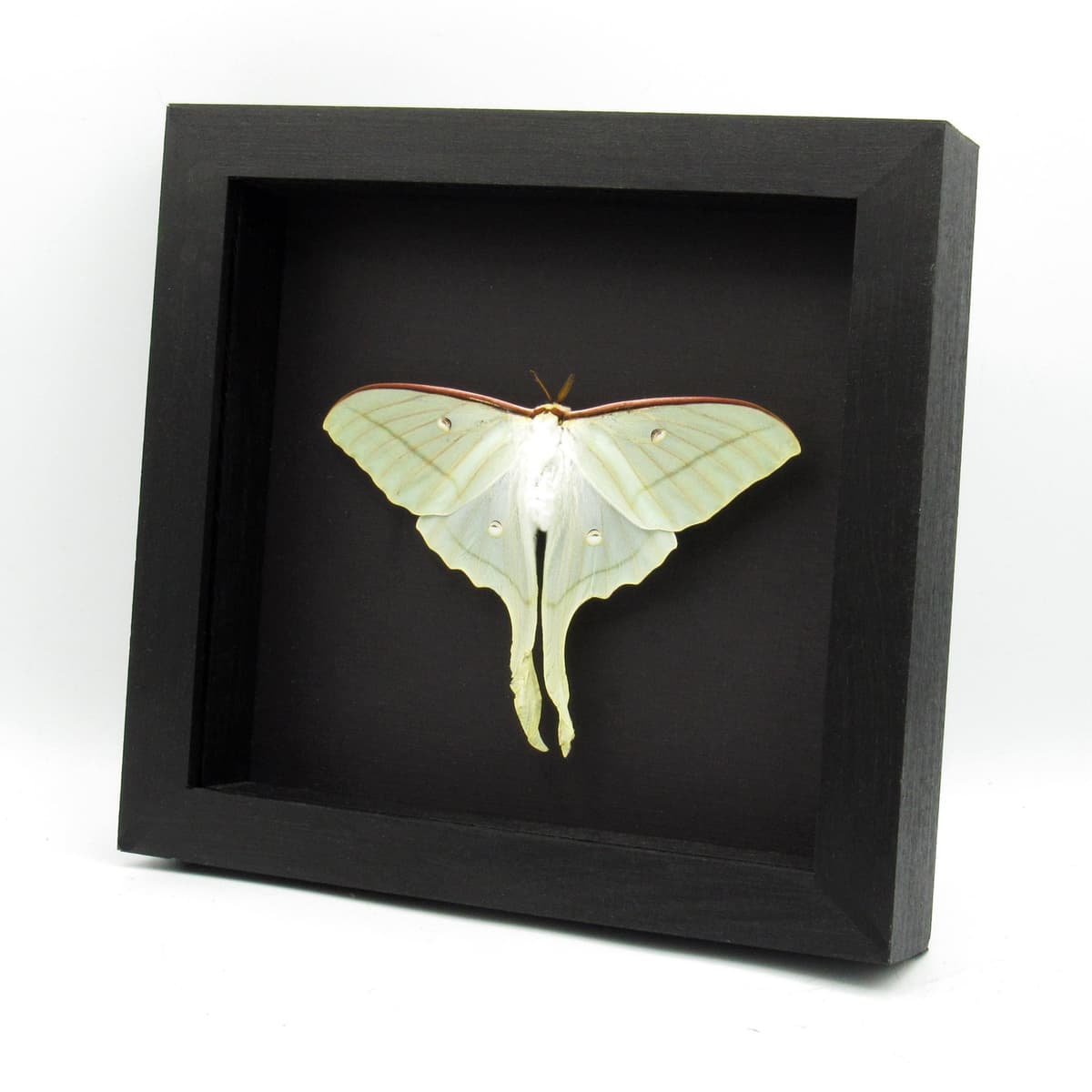 Rare Chinese Moon Moth framed taxidermy - Actias ningpoana - female - minor damage/repair
