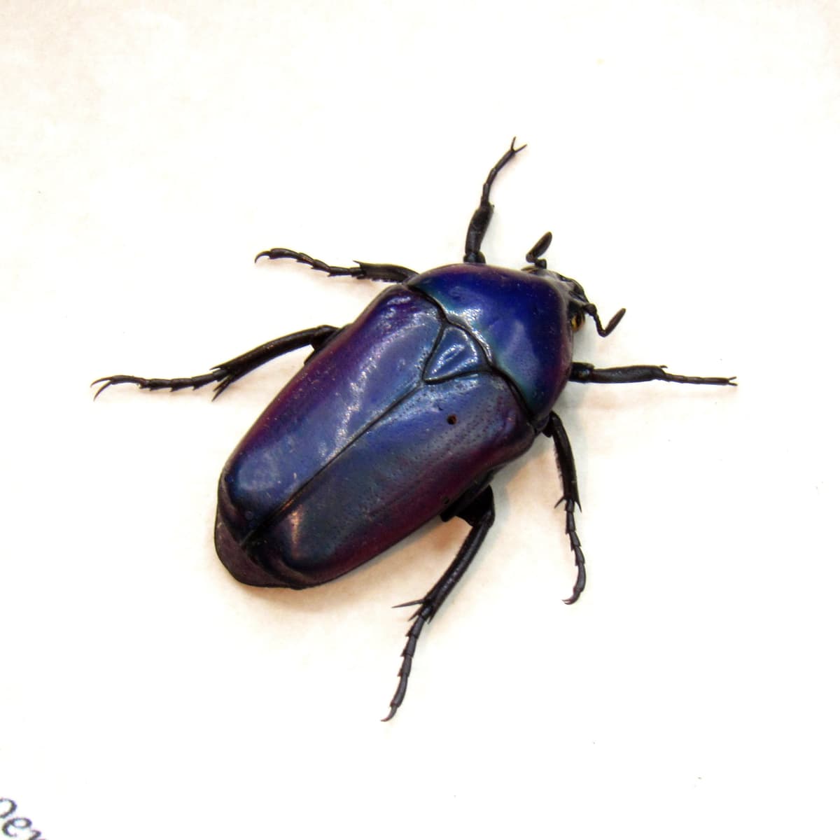 Real Purple Flower beetle framed taxidermy - Chlorocala oertzeni