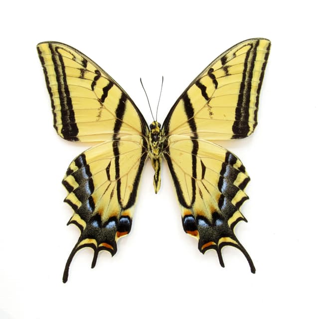 Real XL Two-Tailed Swallowtail framed taxidermy - Papilio multicaudata - female