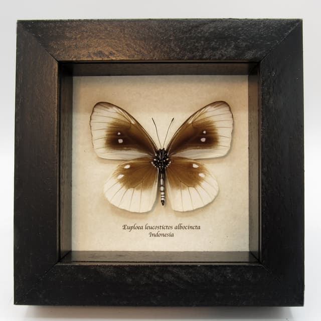 Real white framed taxidermy butterfly - Euploea leucostictos albocincta