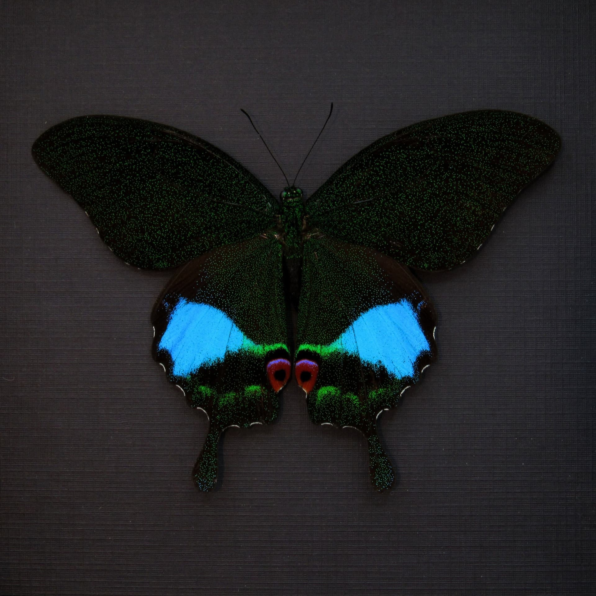 Large female Jungle Jade butterfly framed taxidermy - Papilio karna - Victorian mount