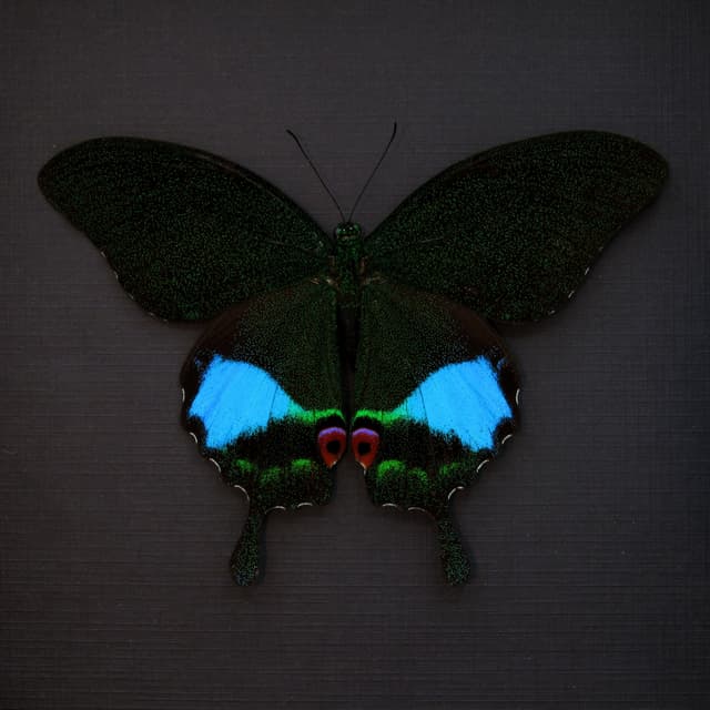 Large female Jungle Jade butterfly framed taxidermy - Papilio karna - Victorian mount
