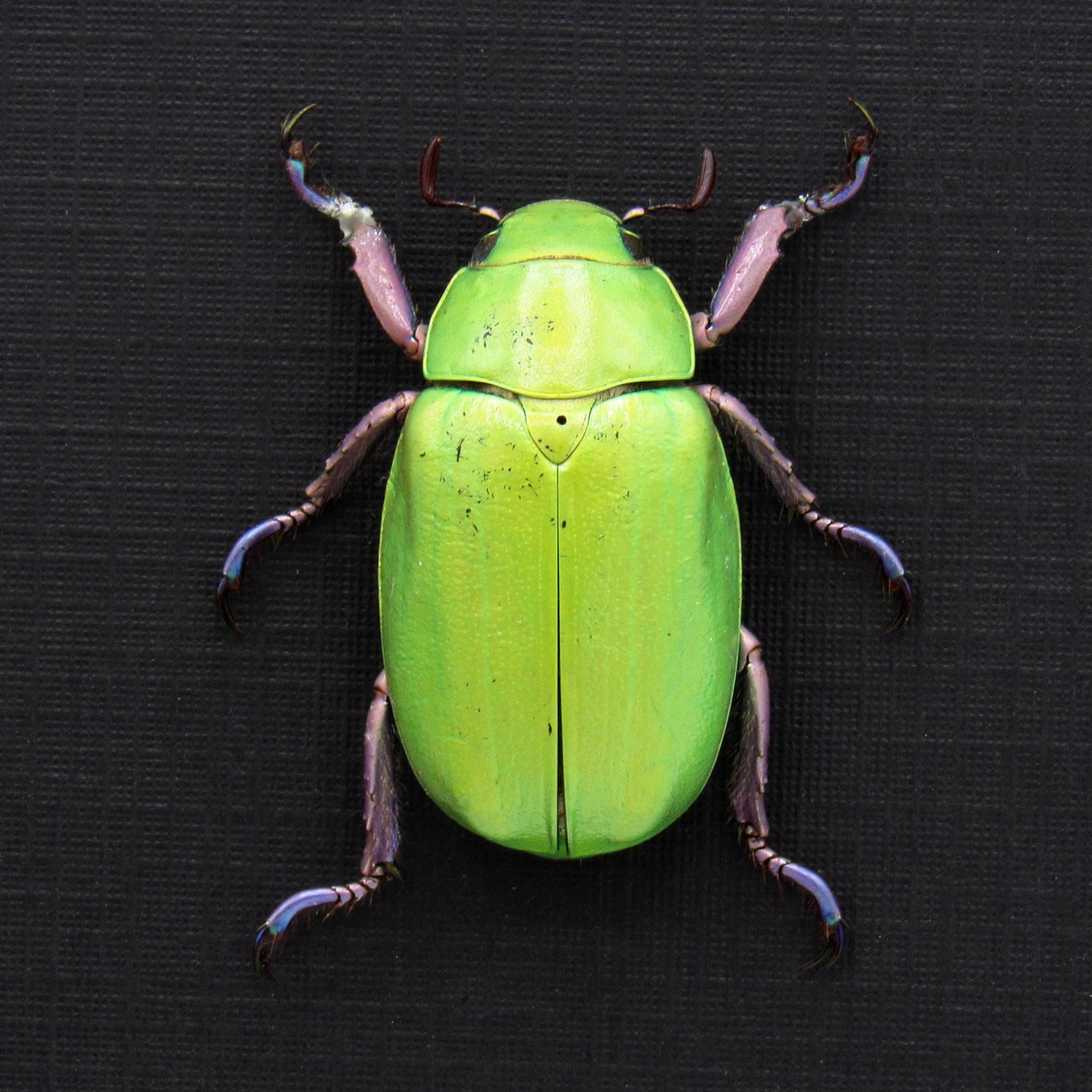 Large Jewel Scarab beetle framed taxidermy - Chrysina beyeri