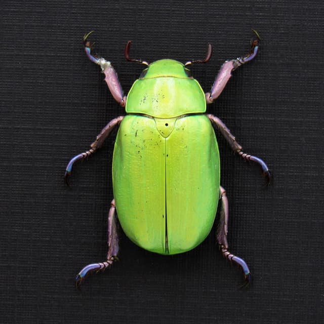 Large Jewel Scarab beetle framed taxidermy - Chrysina beyeri