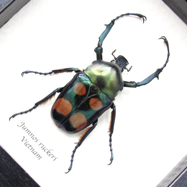 Rare metallic green flower beetle framed taxidermy - Jumnos ruckeri