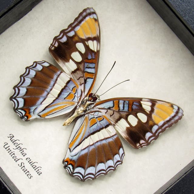Real lavender Arizona Sister butterfly- Adelpha eulalia - XL female