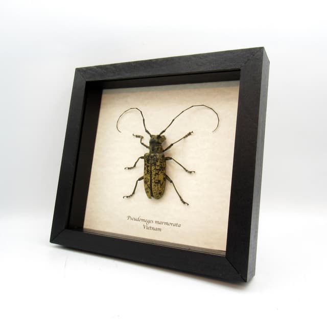 Very large real Longhorn beetle framed taxidermy - Pseudomeges marmoratus