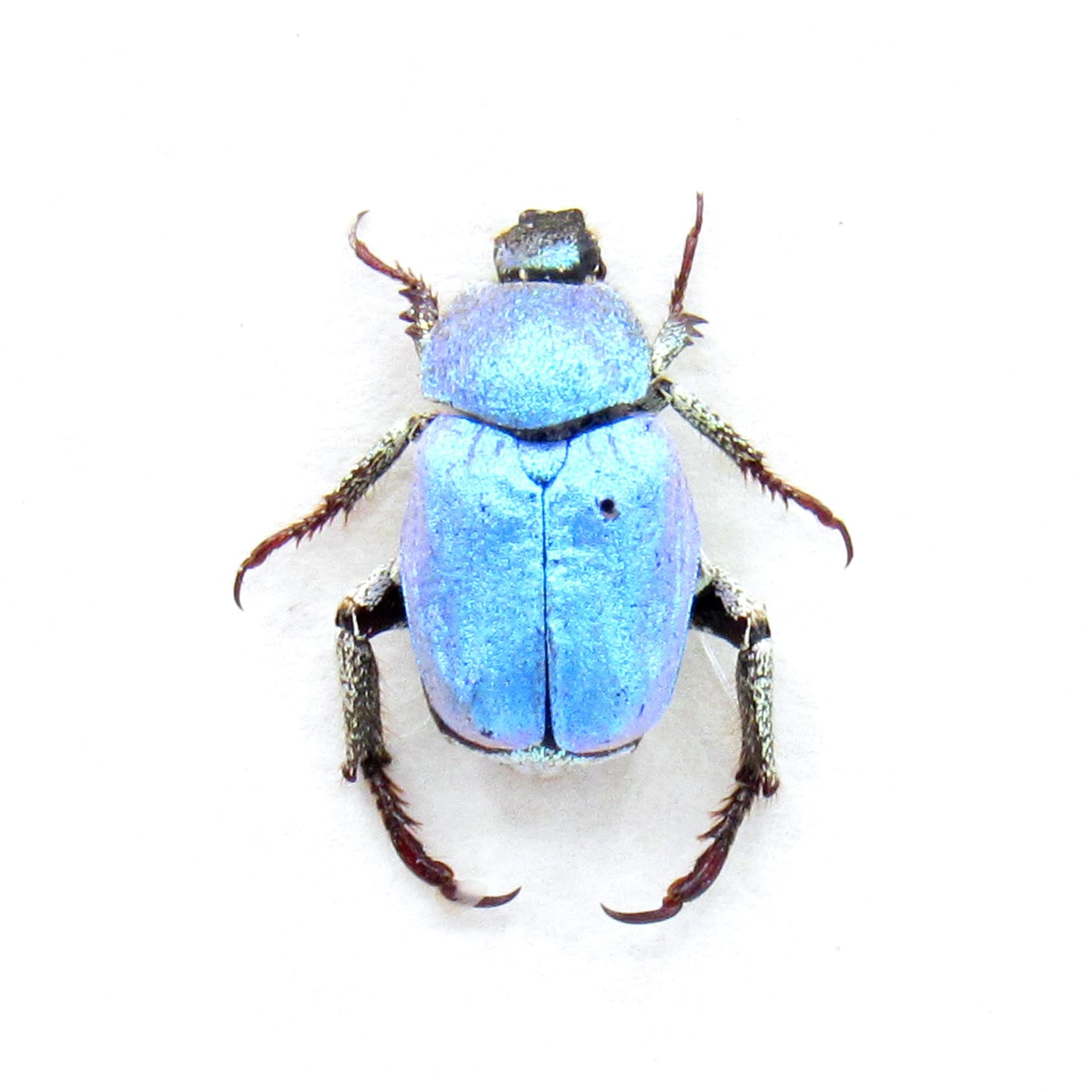 Real tiny blue Scarab beetle framed taxidermy - Hoplia coerulea