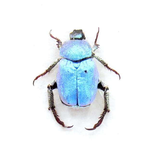Real tiny blue Scarab beetle framed taxidermy - Hoplia coerulea