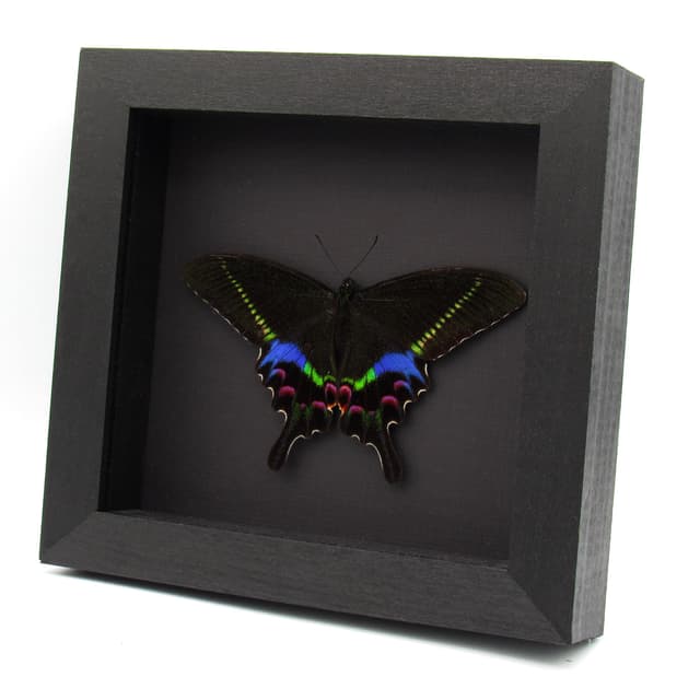 Rare Krishna Peacock Swallowtail butterfly framed taxidermy - Papilio krishna - Victorian mount
