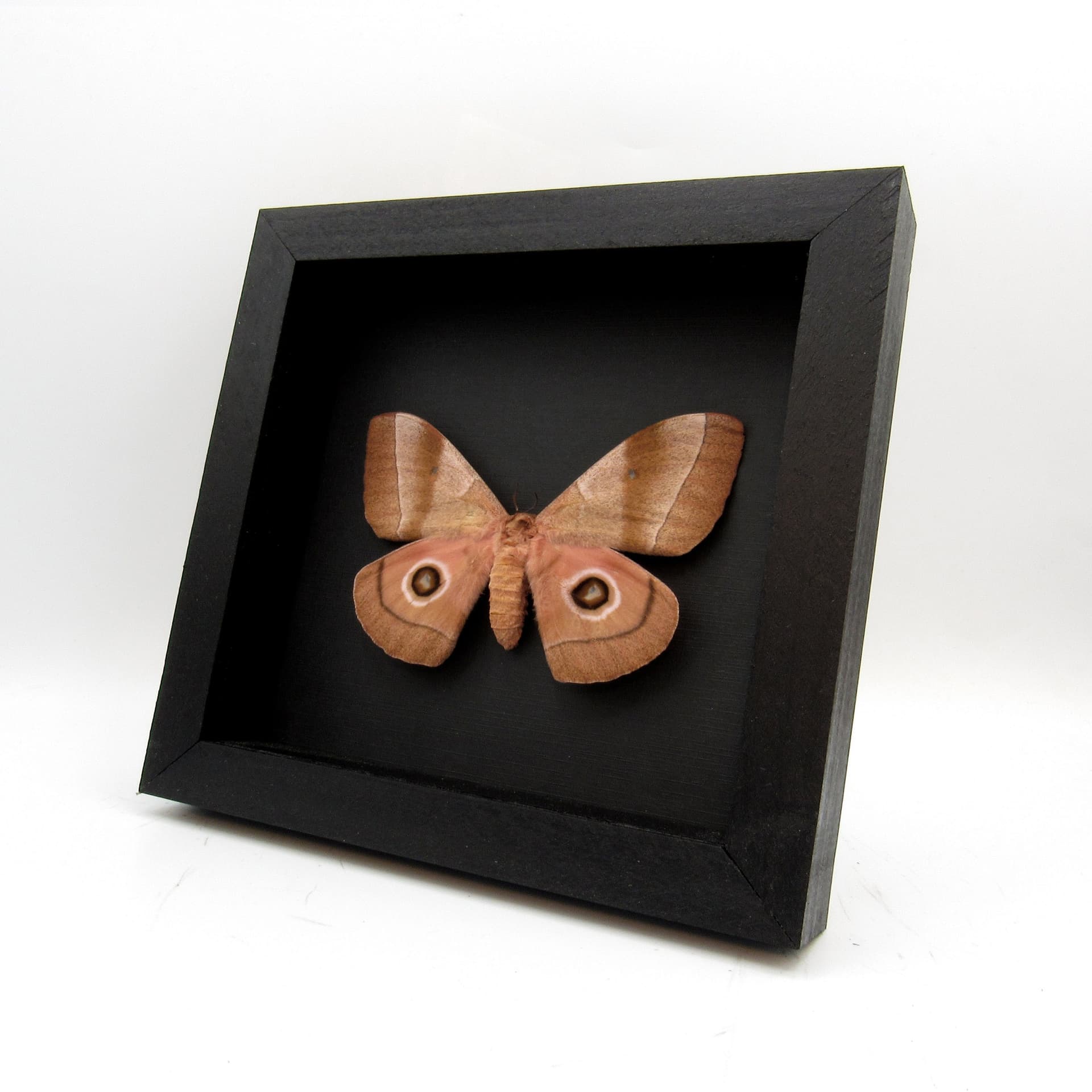 Rare pink Giant African Emperor moth framed taxidermy - Gonimbrasia hecate - female