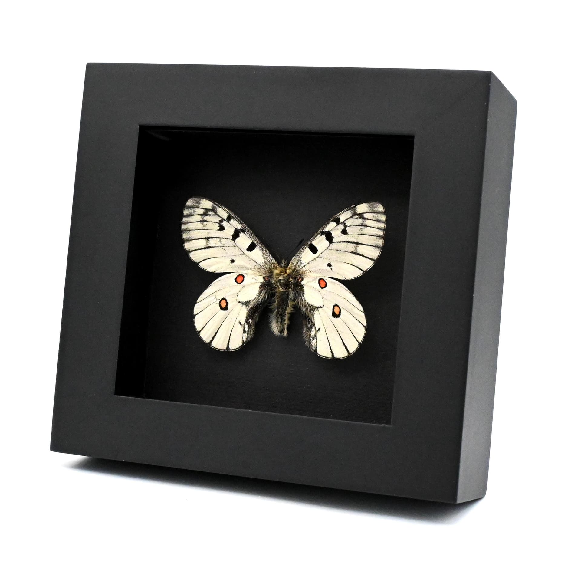 Real White Apollo butterfly framed specimen - Parnassius bremeri