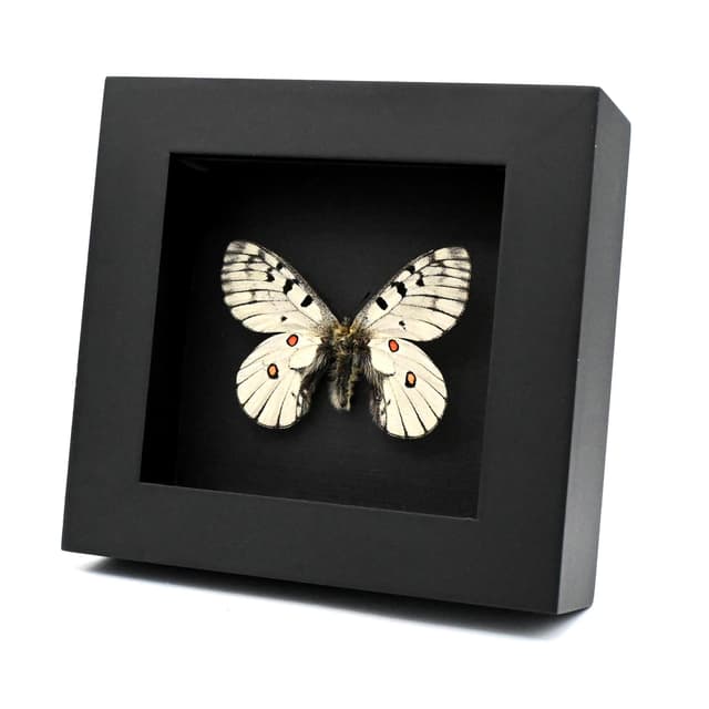 Real White Apollo butterfly framed specimen - Parnassius bremeri