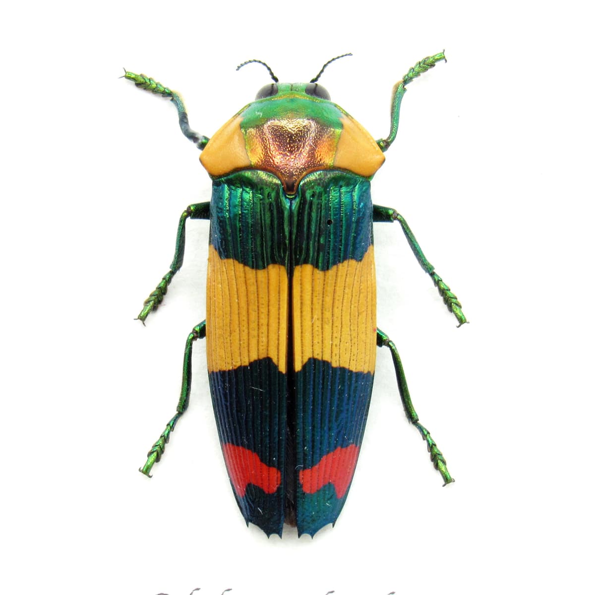 Very rare Jewel beetle framed specimen - Calodema suhandae