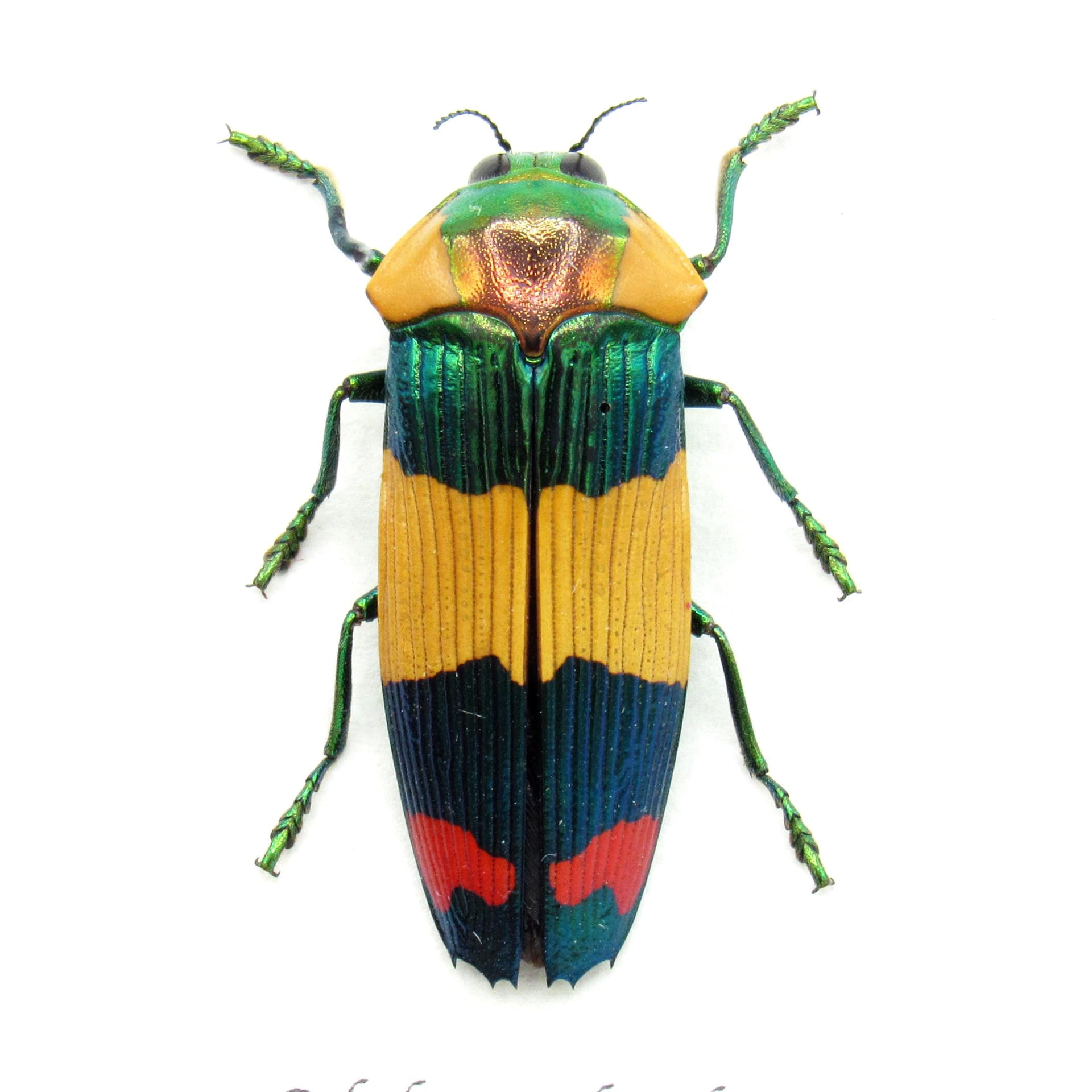Very rare Jewel beetle framed specimen - Calodema suhandae
