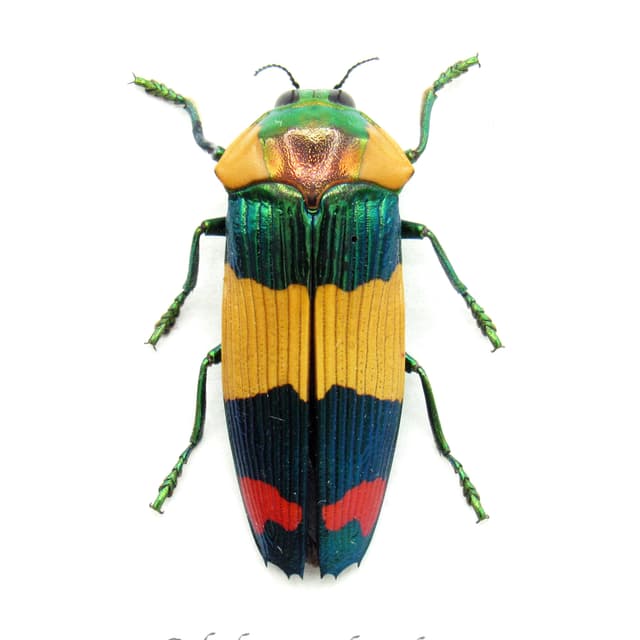 Very rare Jewel beetle framed specimen - Calodema suhandae
