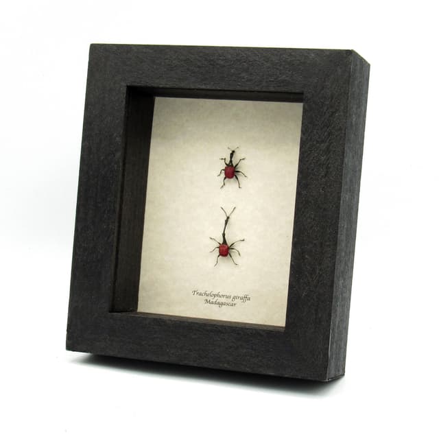 Real tiny Giraffe Weevils framed - Trachelophorus giraffa - male and female pair