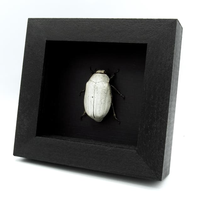 Real large White Scarab beetle framed taxidermy - Lepidiota stigma