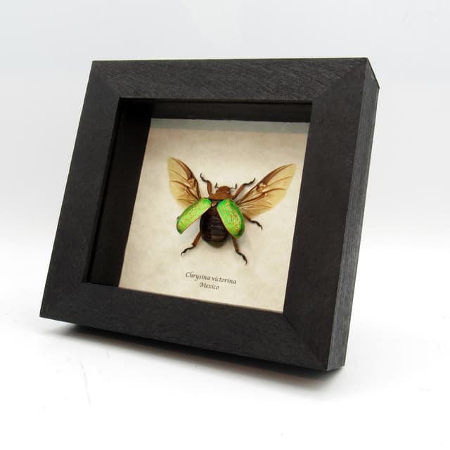 Large Jewel Scarab beetle framed taxidermy - Chrysina victorina