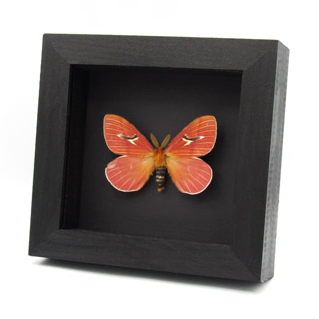 Very rare pink moth framed taxidermy - Cerodirphia kaechi - minor damage