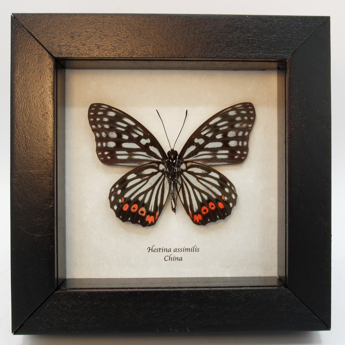 Real red and mint green butterfly framed taxidermy - Hestina assimilis