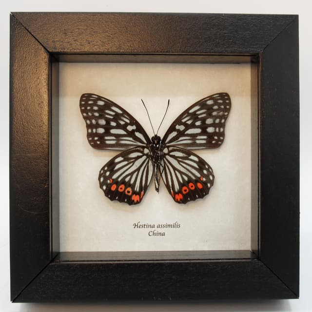 Real red and mint green butterfly framed taxidermy - Hestina assimilis