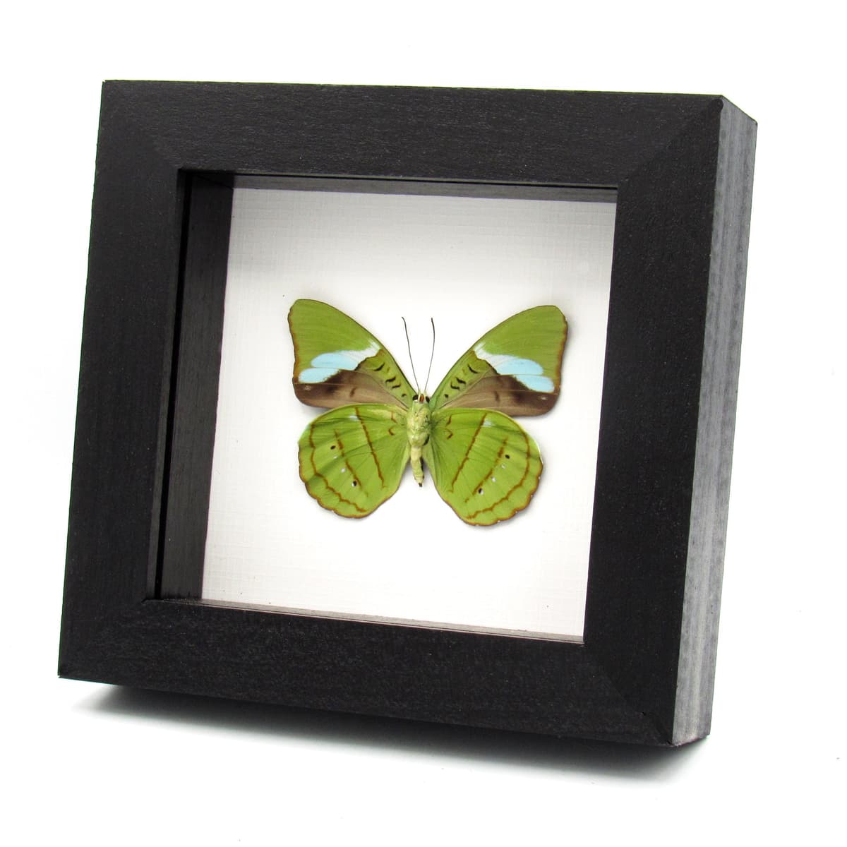 Real Green Olivewing butterfly framed taxidermy - Nessaea hewitsoni