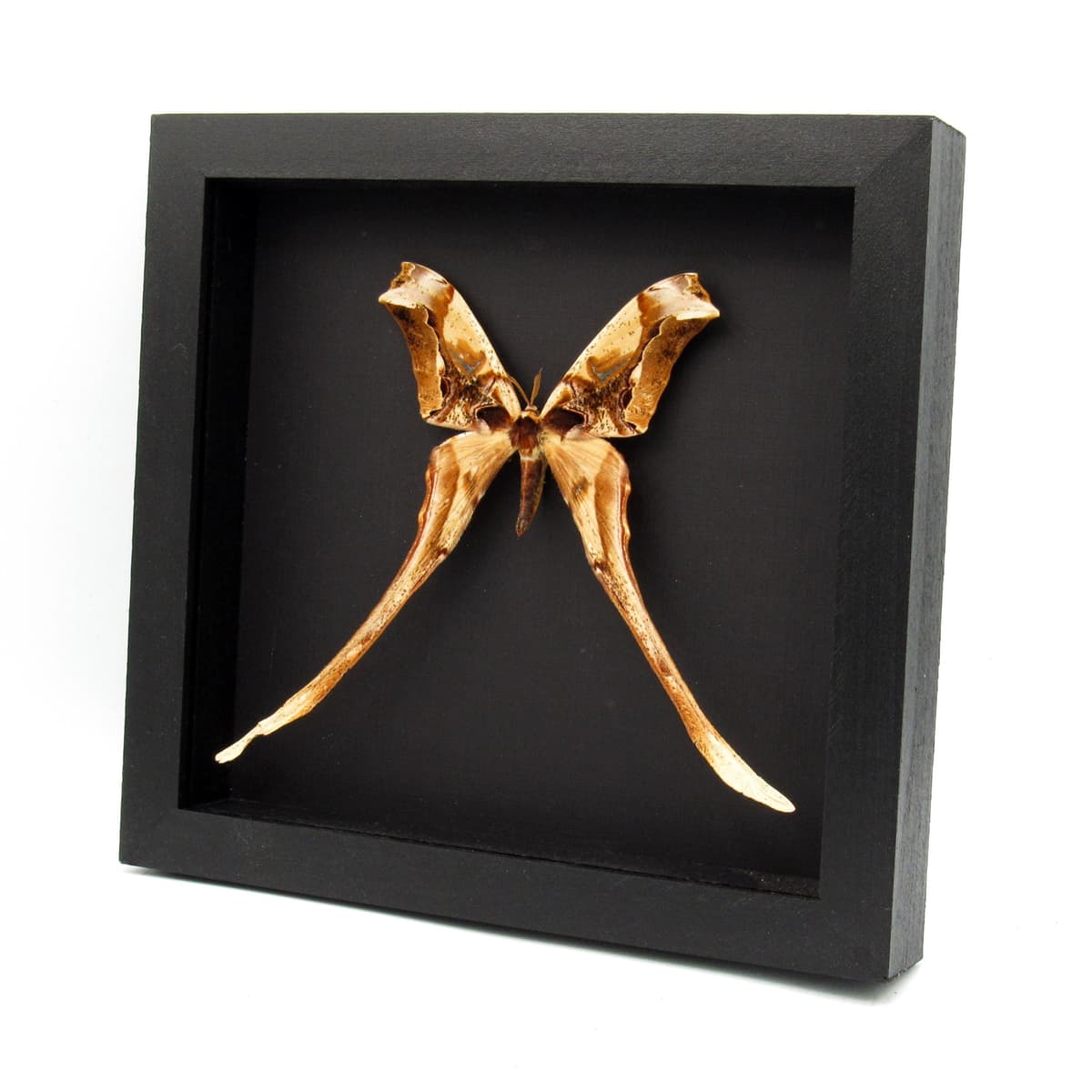 Rare Giant Saturn moth framed taxidermy - Copiopteryx derceto