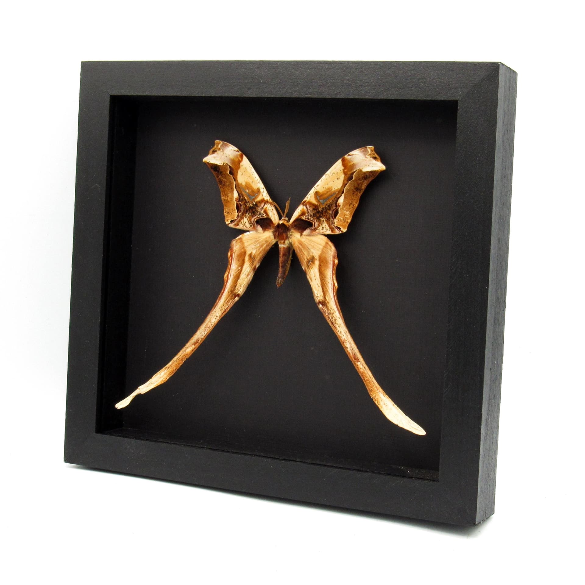 Rare Giant Saturn moth framed taxidermy - Copiopteryx derceto