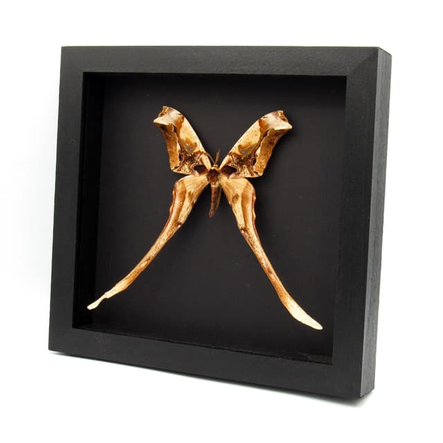Rare Giant Saturn moth framed taxidermy - Copiopteryx derceto