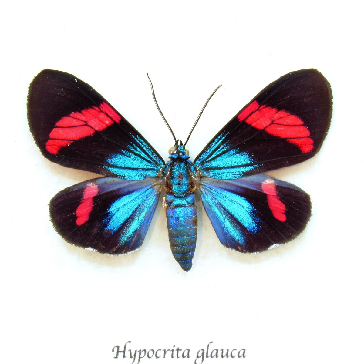 Rare metallic Day Moth framed taxidermy - Hypocrita glauca