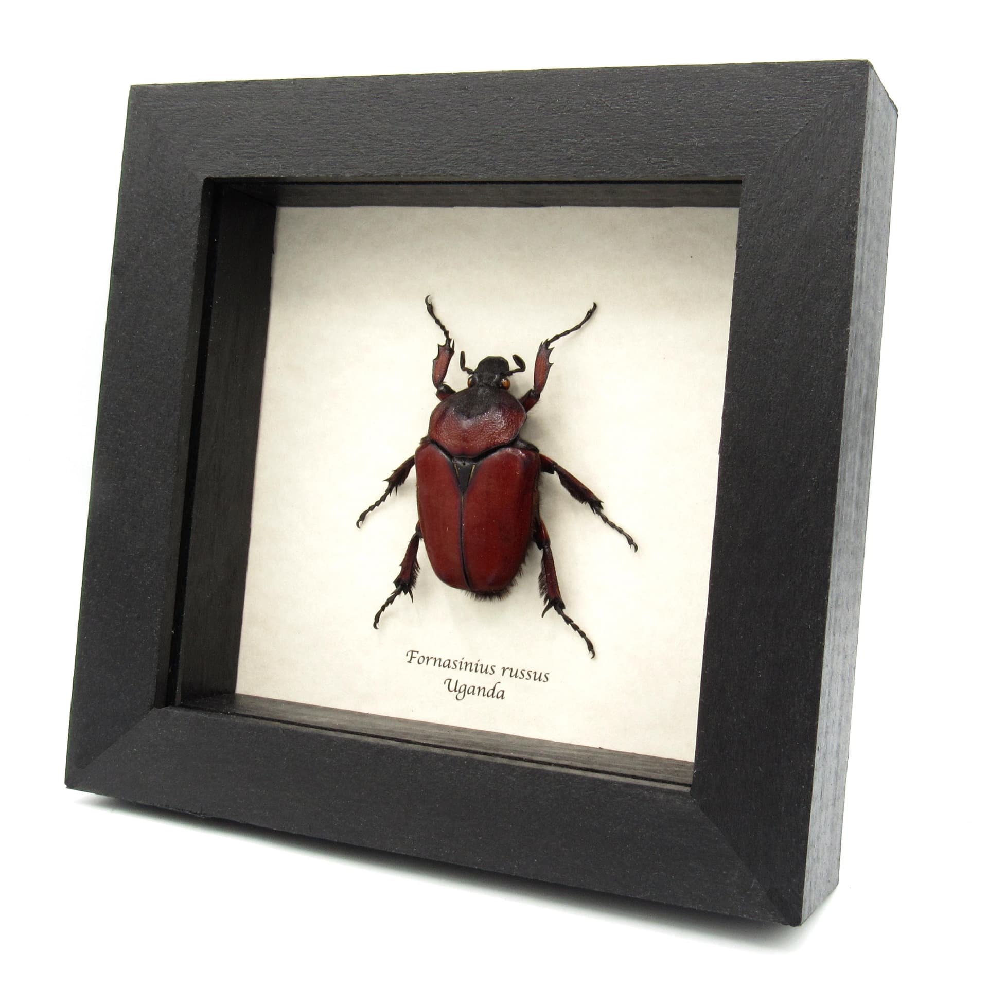 Large red Scarab beetle framed taxidermy - Fornasinius russus - female